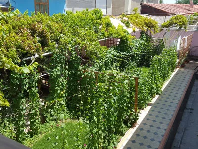 Small Wineyard in Jahongir hotel